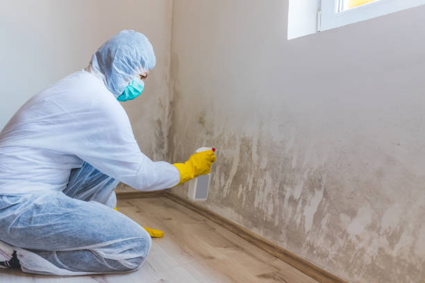 Licensed Mold Inspection service in Caledonia, MI - WQB Mold Removal