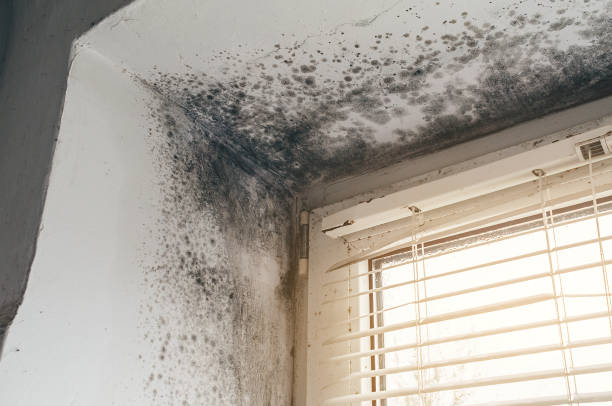 Affordable Mold Inspection solutions in Caledonia, MI