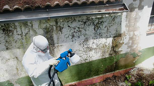 Top rated local Mold Inspection specialists in Caledonia, MI